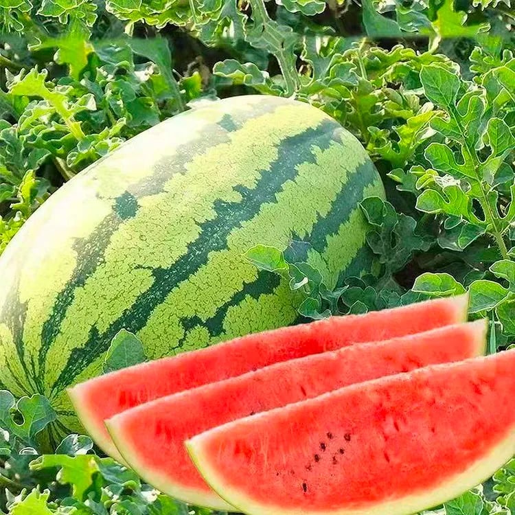 🍉Lazy Man’s Watermelon Seeds – Grow Watermelons the Easy Way!