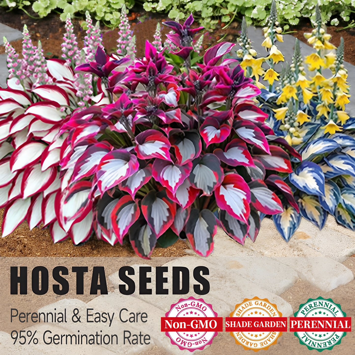 🔥Last day clearance🌌Premium Rare Hosta Seeds - Shade Plant for Garden
