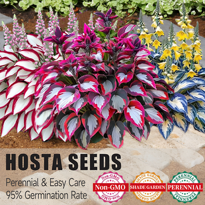 🔥Last day clearance🌌Premium Rare Hosta Seeds - Shade Plant for Garden
