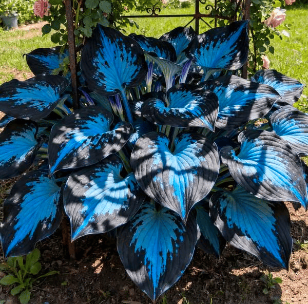 🔥Last day clearance🌌Premium Rare Hosta Seeds - Shade Plant for Garden