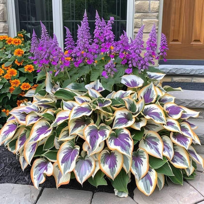 🔥Last day clearance🌌Premium Rare Hosta Seeds - Shade Plant for Garden