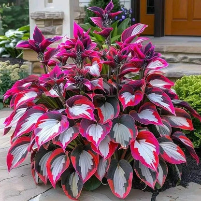 🔥Last day clearance🌌Premium Rare Hosta Seeds - Shade Plant for Garden