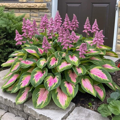 🔥Last day clearance🌌Premium Rare Hosta Seeds - Shade Plant for Garden