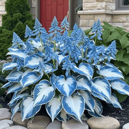 🔥Last day clearance🌌Premium Rare Hosta Seeds - Shade Plant for Garden