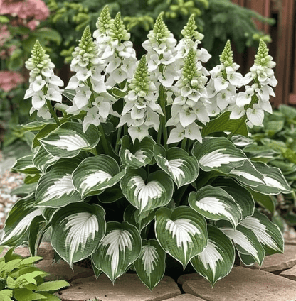 🔥Last day clearance🌌Premium Rare Hosta Seeds - Shade Plant for Garden