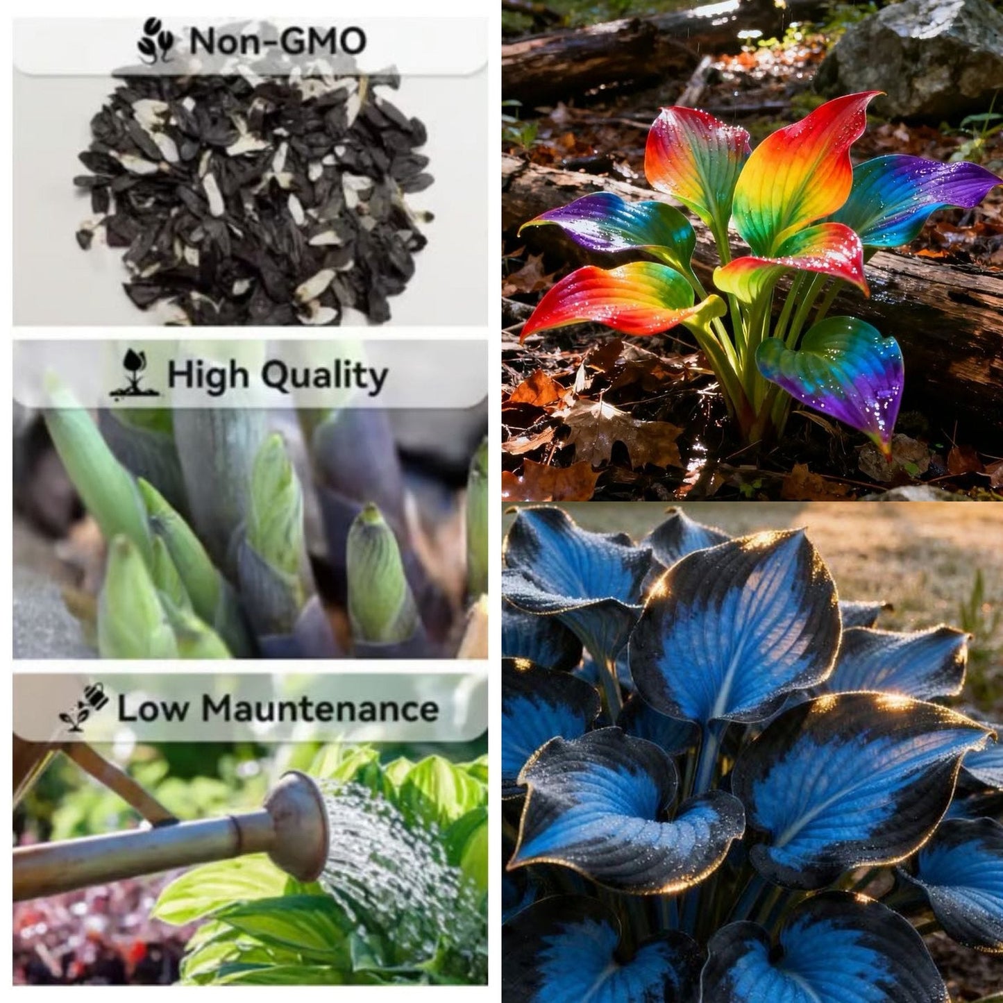 🔥Last day clearance🌌Premium Rare Hosta Seeds - Shade Plant for Garden