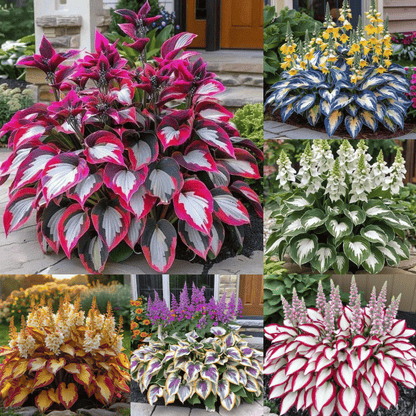 🔥Last day clearance🌌Premium Rare Hosta Seeds - Shade Plant for Garden
