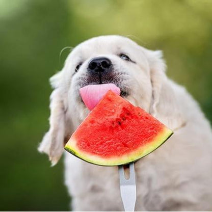 🍉Lazy Man’s Watermelon Seeds – Grow Watermelons the Easy Way!