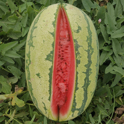 🍉Lazy Man’s Watermelon Seeds – Grow Watermelons the Easy Way!