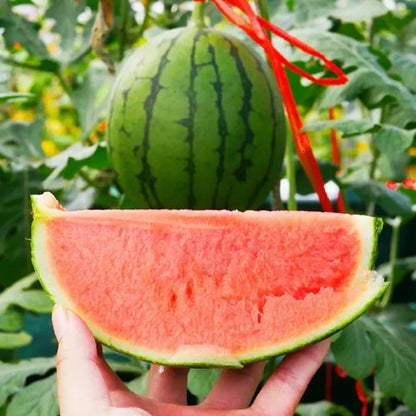 🍉Lazy Man’s Watermelon Seeds – Grow Watermelons the Easy Way!