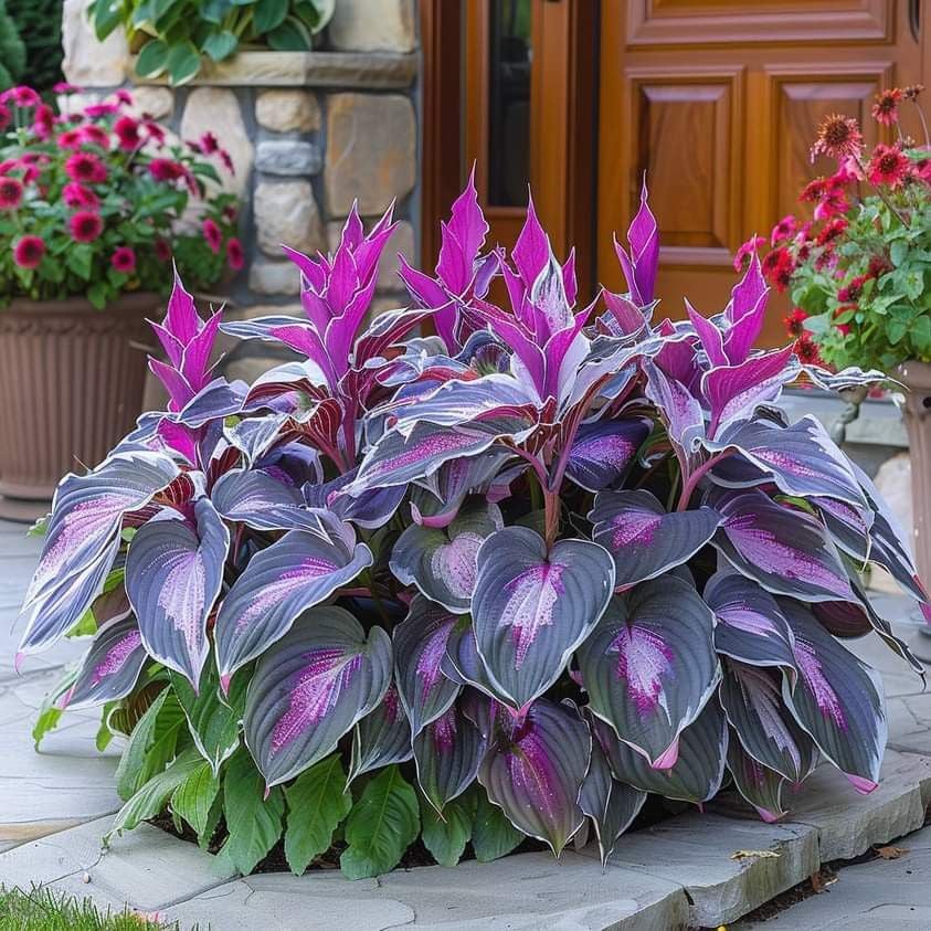 🔥Last day clearance🌌Premium Rare Hosta Seeds - Shade Plant for Garden