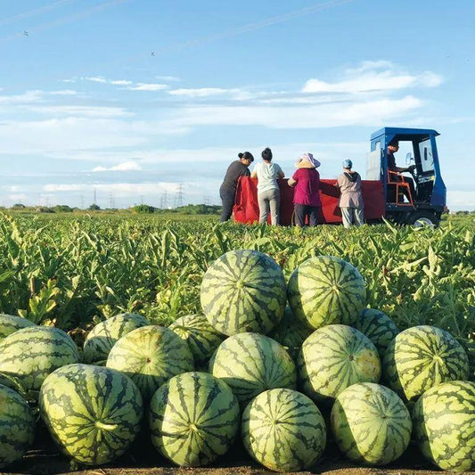 🍉Lazy Man’s Watermelon Seeds – Grow Watermelons the Easy Way!