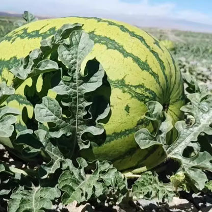 🍉Lazy Man’s Watermelon Seeds – Grow Watermelons the Easy Way!