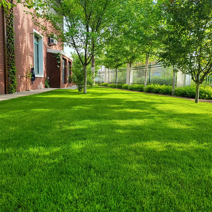 Fast-Growing Grass Seeds & Lawn Repair Blend