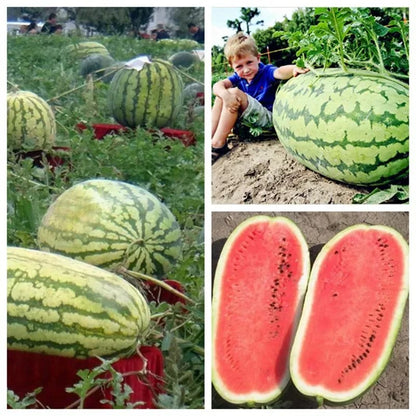🍉Lazy Man’s Watermelon Seeds – Grow Watermelons the Easy Way!