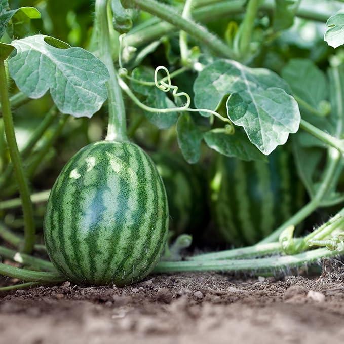 🍉Lazy Man’s Watermelon Seeds – Grow Watermelons the Easy Way!